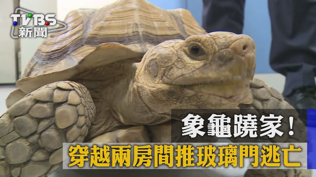 象龜翹家！穿越兩房間推玻璃門落跑