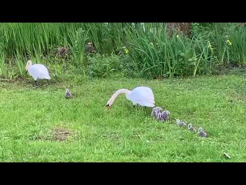 Schwanfamilie 18. 05 2024 ❤️🦢🐤🐤🐤🐤🐤🐤🐤🐤🐤🦢 jueseehilfe.de