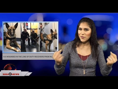 K-9 wounded in the line of duty recovers from injuries (ASL - 11.23.18)