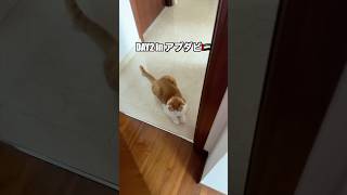 【アブダビDAY2】ネコと暮らす #shorts #アブダビ #UAE #ねこのいる生活 #猫のいる暮らし