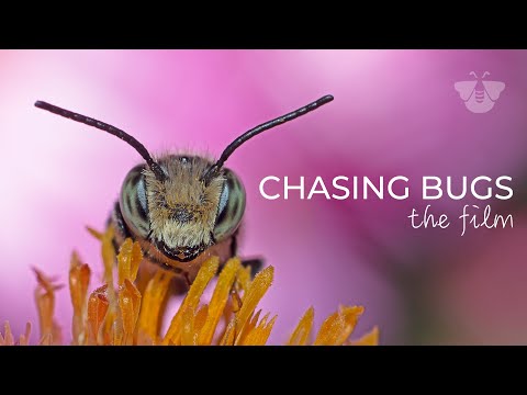 Chasing Bugs