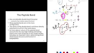 Proteins part 2