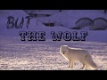 King Of Jungle Wolf Motivational Whatsapp Status Ability Can Desire
