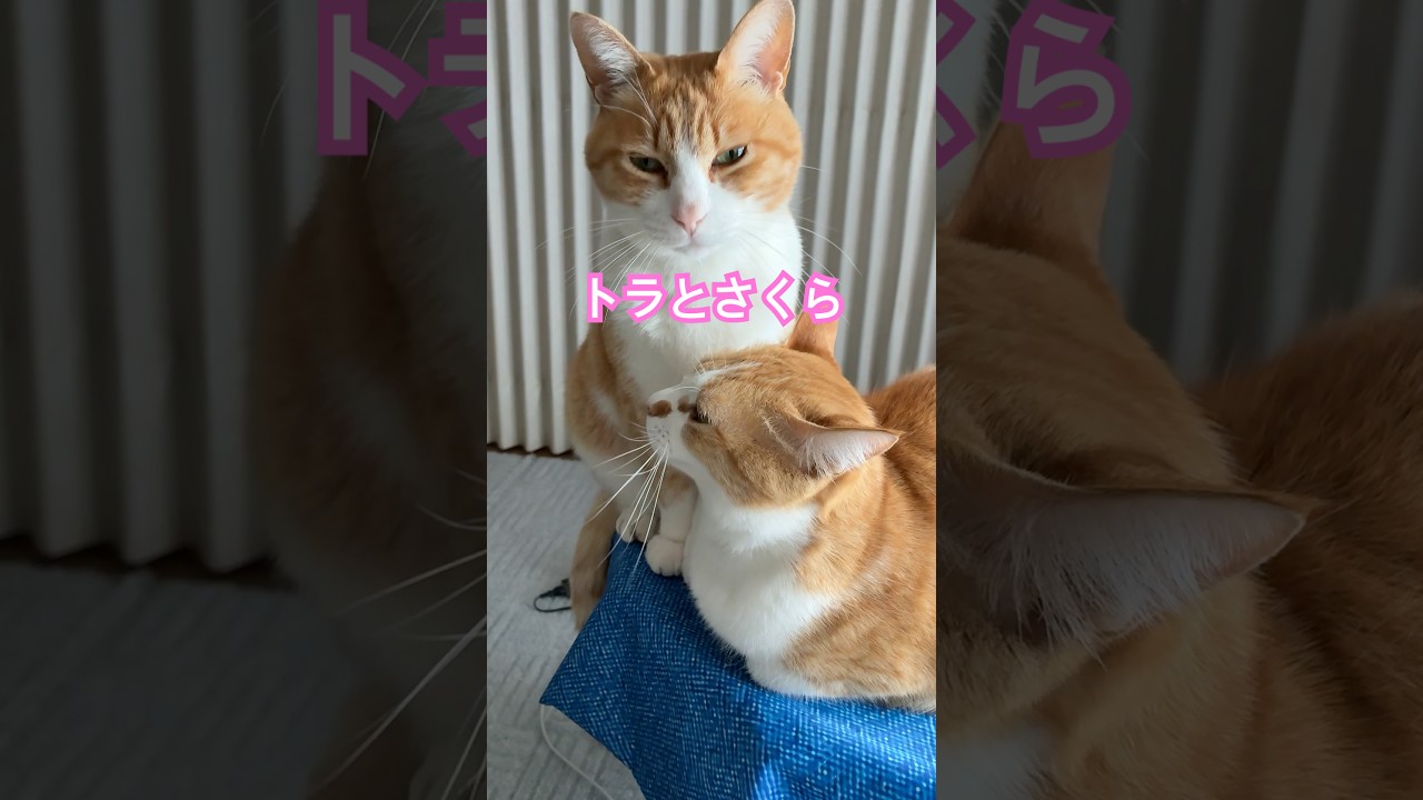 ご飯が待ち切れなくて豹変する猫 #shorts