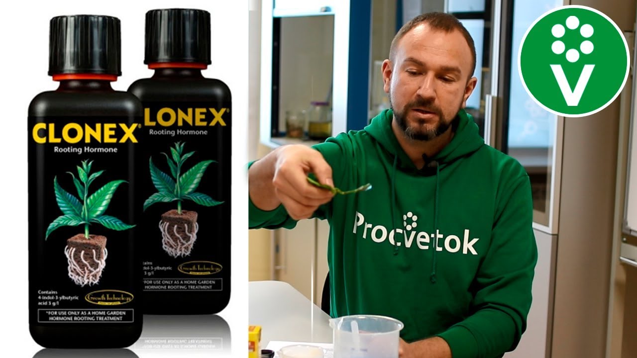 Купить Клонекс Гель Для Укоренения Черенков