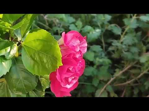 yeh sama sama hai ye pyar ka#lata Mangeshkar#nanda #beautiful flowers