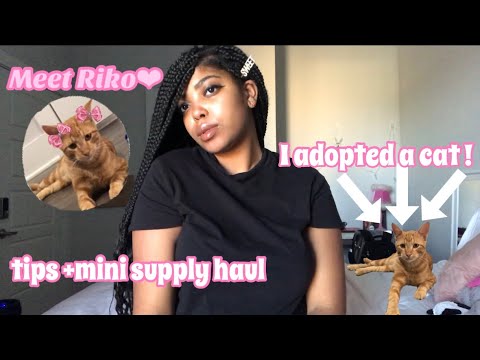 I Adopted a cat | My experience as a first time cat owner & tips | Mini haul |