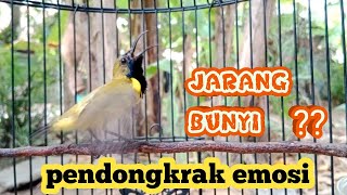 Download lagu PANCINGAN SOGON AGAR IKUT GACOR PUTAR SAMPAI SELESAI  #pancingansogon #sogongacor #sogongacorngleper mp3 Download lagu PANCINGAN SOGON AGAR IKUT GACOR PUTAR SAMPAI SELESAI  #pancingansogon #sogongacor #sogongacorngleper mp3