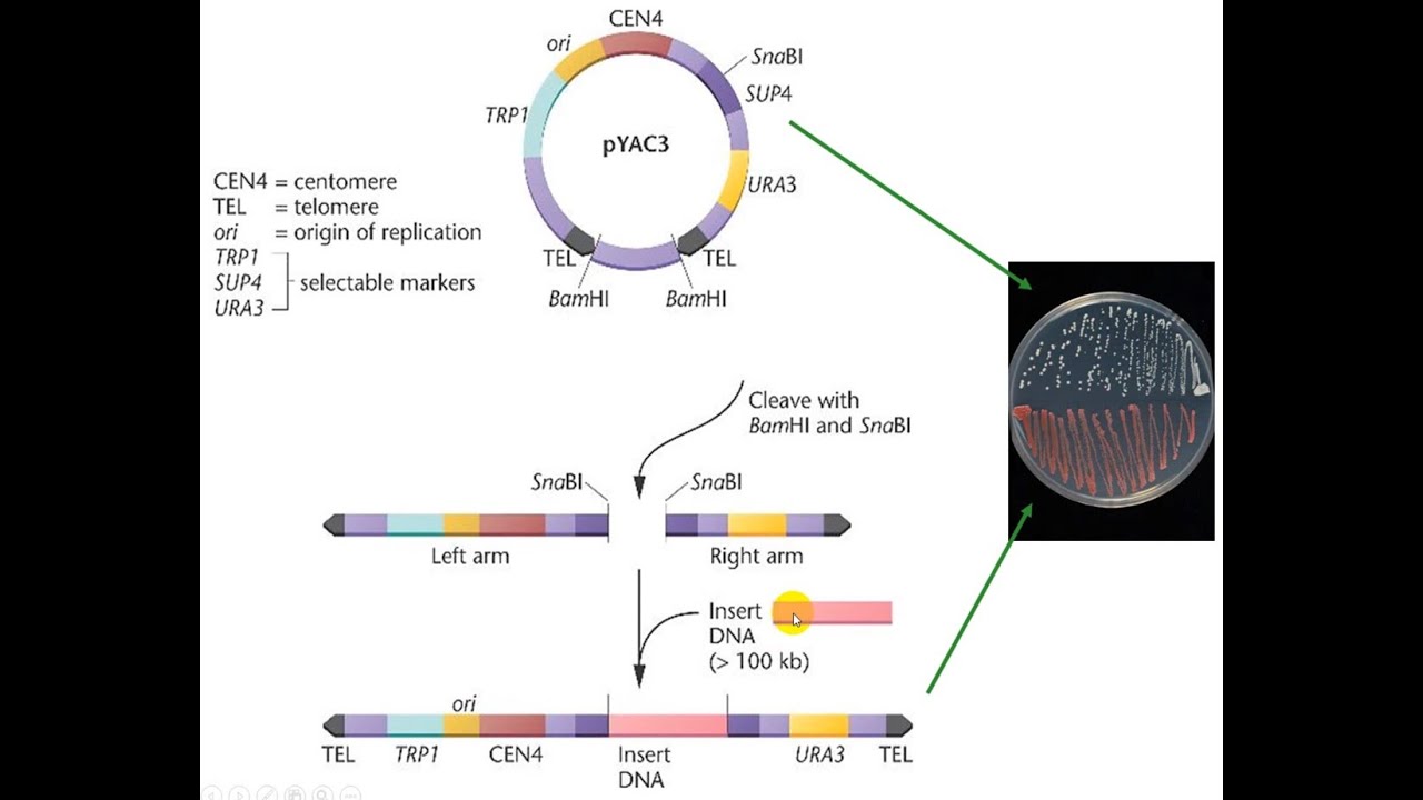 Construcción de librerías