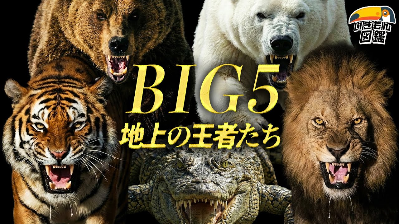 地上最強の捕食者5種をくらべてみよう
