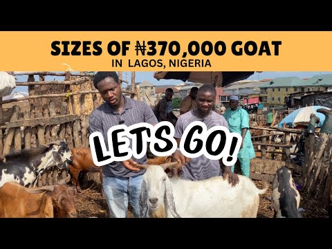 Prices of Goat in Nigeria: See Some Expensive Goats in 2025