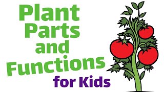 Parts of Plants for Kids | Learn all about plant parts and their functions