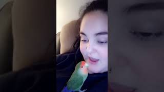 Lovebird Birds Videos