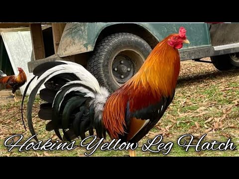 Hoskins Sweater Yellow Leg Hatch - SLICK LIZARD FARM