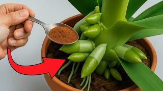 Amazing! This secret helps you revive any orchid