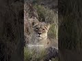 Interesting Facts About Lions