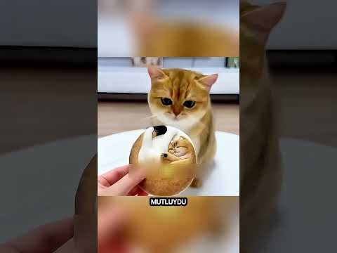 Kedi Garip Bir Meyve Keşfetti… Sonrasında Yaşananlar İnanılmaz! 🐱🍈 #shorts