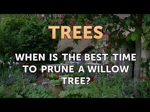 When Is the Best Time to Prune a Willow Tree?