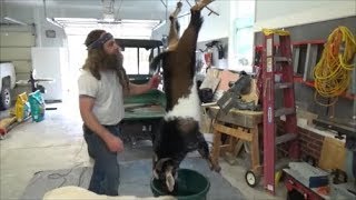 butchering a goat, Part 1 (gutting and skinning)