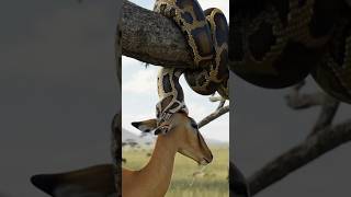 A giant python catches a deer, but a lion attacks and takes it away. #python #lion #deer #Python #A