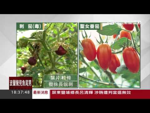 夾竹桃中毒