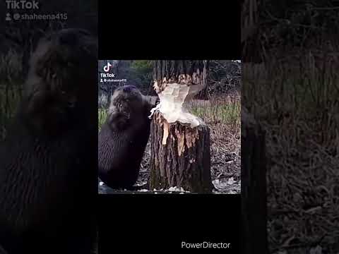 #Hilarious #Animal #Dubbings #MustWatch #Lol #Toofunny #Toocute #Funnyaf #Wtf #VoiceOver #haha