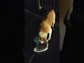 Kese Roya Dekhkr Kutta Har Insaan K Under Ek Acha Insaan Chupa Hota Hai