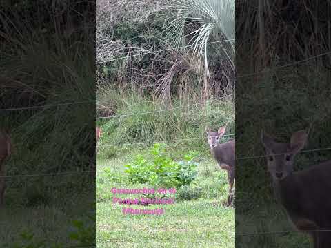 “Experiencia Corrientes” nos llevó a conocer este lugar maravilloso! Parque Nacional Mburucuyá.