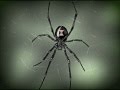 Jerry Douglas and the Band - We Hide & Seek