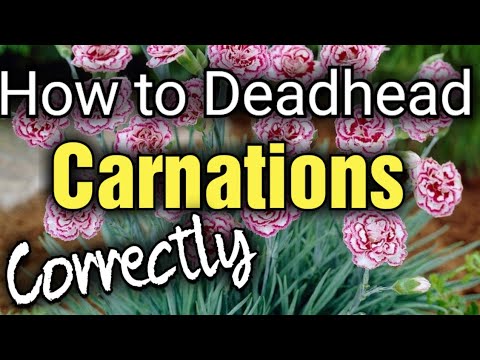 初心者のためのカーネーションやナデシコの枯れ木のお手入れ方法