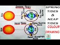 Spring Tides And Neap Tides Drawing