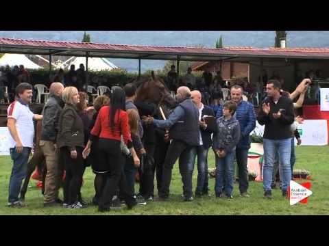 1st Place N.88 HAS ESMERALDA - Arezzo 2015 - Junior Fillies Championship (Class 17)