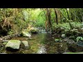 Serenity in the New Zealand Bush | 10hrs of a flowing stream for Sleep, Study or Relaxation