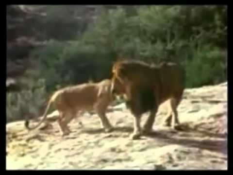 CHRISTIAN THE LION_ A Very Touching Story..mp4