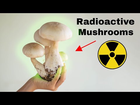 Chernobyl Nuclear Fallout Is Still In Our Food
