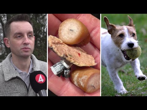 Djurrättsorganisation utlovar belöning för gripande av hundbullsma… | TV4 Nyheterna | TV4 & TV4 Play