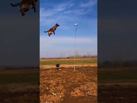Dog high jump