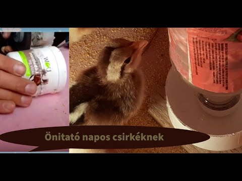 a csirkéknek látásbetegségeik vannak