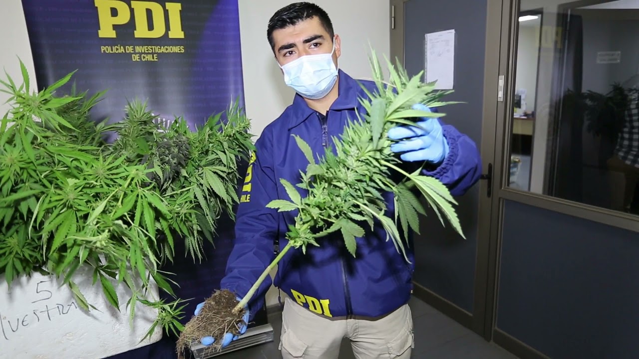 (VIDEO) PDI detiene a sujeto que mantenía plantas y aceites de cannabis avaluados en 90 millones de pesos