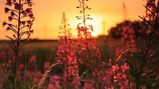 Good Morning Wishes # Nature WhatsApp Status # Energetic Nature Video Footage # Beautiful Sunrise