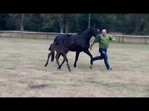 HF von Don Romanov x Dancier