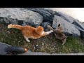 Fluffy Orange And Tabby Cats That Fighting Over Food