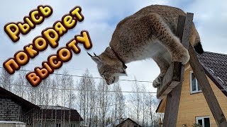 РЫСЬ УМКА ПОКОРЯЕТ ВЫСОТУ