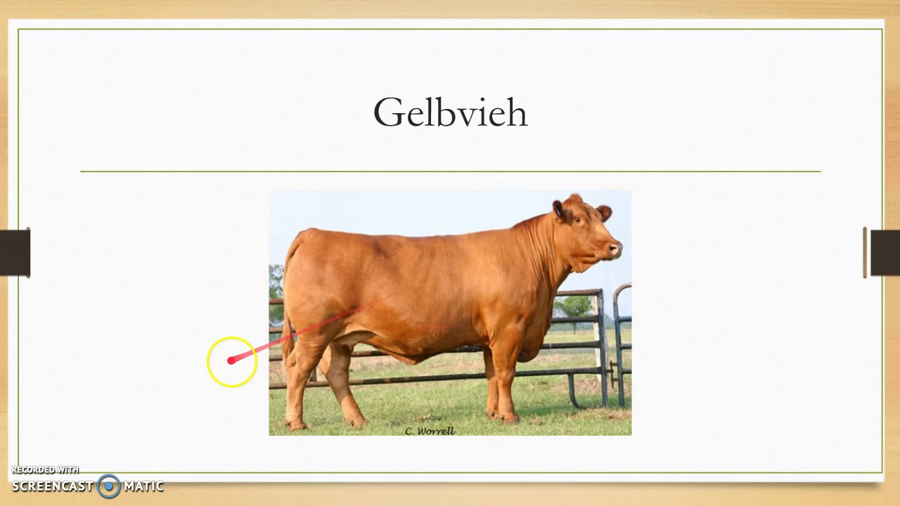 Cattle Breeds and Terms