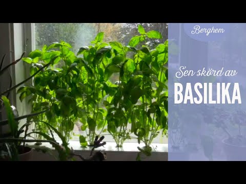 Basilika i hydroponisk odling