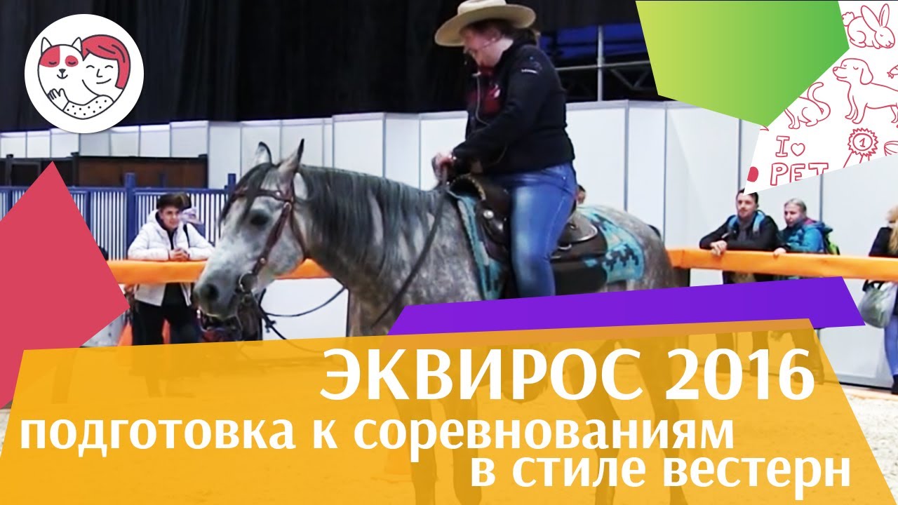 Подготовка лошади к соревнованиям в стиле вестерн ЭКВИРОС 2016 на ilikepet