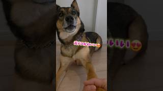 おはようまるちゃん🌞#雑種犬 #犬のいる暮らし #保護犬 #愛犬がいる暮らし #犬のいる生活 #舌チロ #かわいい