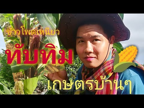 ปลูกข้าวโพดเหนียวทับทิม