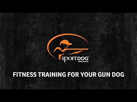 sportdog training video