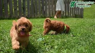 Adorable Cavapoo Puppies
